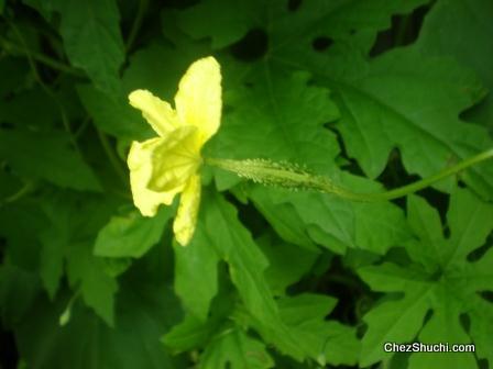 karela flower